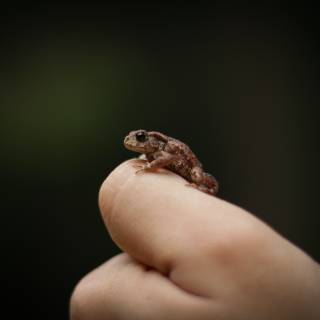 Akcja „Ratujemy żaby”
